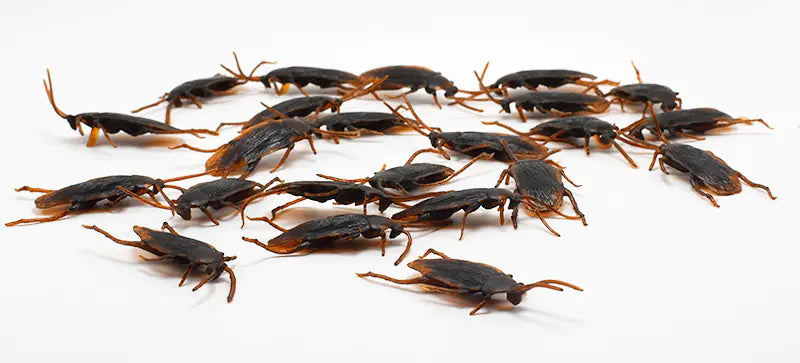 Realistic Cockroach Toy Prop